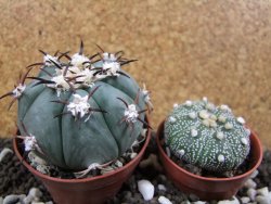 Echinocactus horizonthalonius, pot 7 cm - 12394088