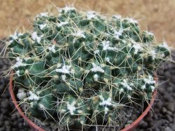 Tephrocactus pulcherimus Incahuasi pot 7 cm - 12394090