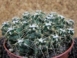 Tephrocactus pulcherimus Incahuasi pot 7 cm - 12394091