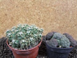 Tephrocactus pulcherimus Incahuasi pot 7 cm - 12394092