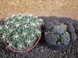 Tephrocactus pulcherimus Incahuasi pot 7 cm - 12394093