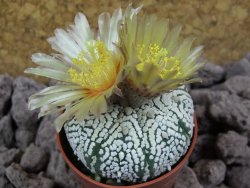 Astrophytum Super Kabuto pot 5,5 cm