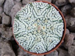 Astrophytum Super Kabuto pot 5,5 cm - 12394110