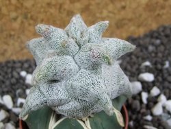 Asrophytum coahuilense Hakuran pot 5,5 cm Roubovaný