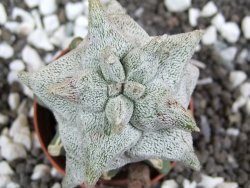 Asrophytum coahuilense Hakuran pot 5,5 cm Roubovaný - 12394124