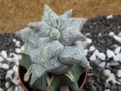 Asrophytum coahuilense Hakuran pot 5,5 cm Roubovaný - 12394125