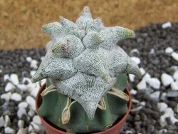 Asrophytum coahuilense Hakuran pot 5,5 cm Roubovaný - 12394126
