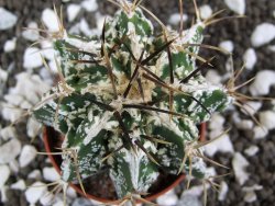 Astrophytum Dinosaur (Fukurio Hannya) pot 5,5 cm - 12394134
