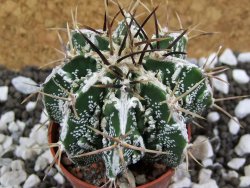 Astrophytum Dinosaur (Fukurio Hannya) pot 5,5 cm - 12394135