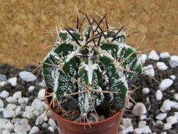 Astrophytum Dinosaur (Fukurio Hannya) pot 5,5 cm - 12394136