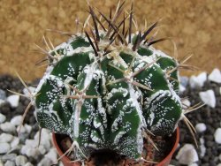 Astrophytum Dinosaur (Fukurio Hannya) pot 5,5 cm - 12394137