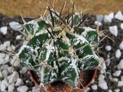 Astrophytum Dinosaur (Fukurio Hannya) pot 5,5 cm