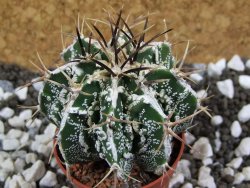 Astrophytum Dinosaur (Fukurio Hannya) pot 5,5 cm - 12394139