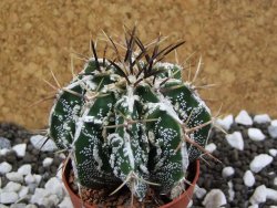 Astrophytum Dinosaur (Fukurio Hannya) pot 5,5 cm - 12394140