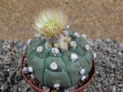 Astrophytum asterias nudum kiko, pot 7 cm - 12394186