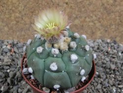 Astrophytum asterias nudum kiko, pot 7 cm - 12394186