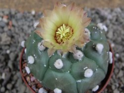 Astrophytum asterias nudum kiko, pot 7 cm - 12394187