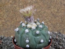 Astrophytum asterias nudum kiko, pot 7 cm