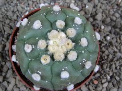 Astrophytum asterias nudum kiko, pot 7 cm - 12394189