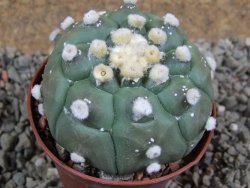 Astrophytum asterias nudum kiko, pot 7 cm - 12394190