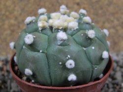 Astrophytum asterias nudum kiko, pot 7 cm - 12394191