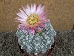 Astrophytum  asterias X oibo red flower, akabana, pot 10,5 cm