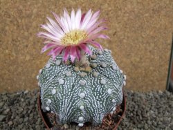 Astrophytum  asterias X oibo red flower, akabana, pot 10,5 cm - 12394250