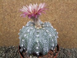 Astrophytum  asterias X oibo red flower, akabana, pot 10,5 cm - 12394251