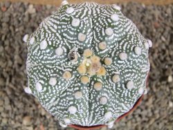 Astrophytum  asterias X oibo red flower, akabana, pot 10,5 cm - 12394252