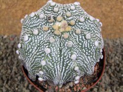 Astrophytum  asterias X oibo red flower, akabana, pot 10,5 cm - 12394253