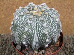 Astrophytum  asterias X oibo red flower, akabana, pot 10,5 cm - 12394254