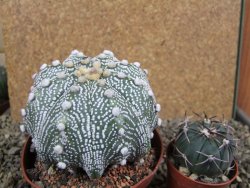 Astrophytum  asterias X oibo red flower, akabana, pot 10,5 cm - 12394255