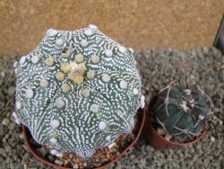 Astrophytum  asterias X oibo red flower, akabana, pot 10,5 cm - 12394256