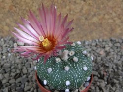 Astrophytum  asterias X oibo red flower, akabana, pot 5,5 cm