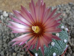 Astrophytum  asterias X oibo red flower, akabana, pot 5,5 cm - 12394271