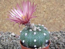 Astrophytum  asterias X oibo red flower, akabana, pot 5,5 cm - 12394272