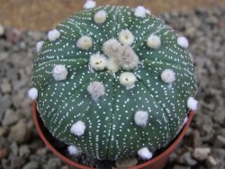 Astrophytum  asterias X oibo red flower, akabana, pot 5,5 cm - 12394274