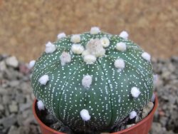 Astrophytum  asterias X oibo red flower, akabana, pot 5,5 cm - 12394275