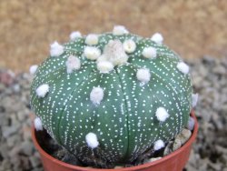 Astrophytum  asterias X oibo red flower, akabana, pot 5,5 cm - 12394276