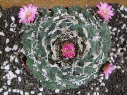 Lophophora jourdaniana XXl 14 cm