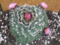 Lophophora jourdaniana XXl 14 cm - 12394310
