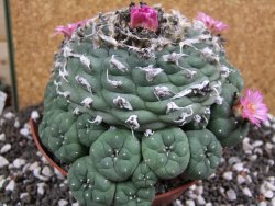 Lophophora jourdaniana XXl 14 cm - 12394311
