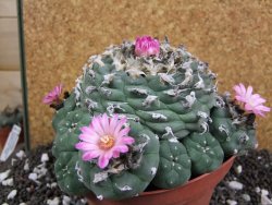 Lophophora jourdaniana XXl 14 cm - 12394312
