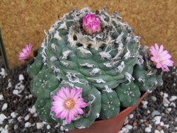 Lophophora jourdaniana XXl 14 cm - 12394313
