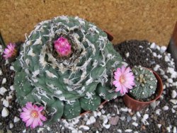 Lophophora jourdaniana XXl 14 cm - 12394315