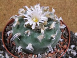 Lophophora difusa XXl pot 12 cm