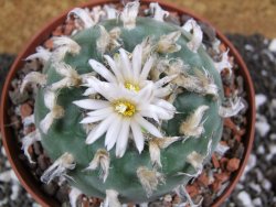 Lophophora difusa XXl pot 12 cm - 12394342