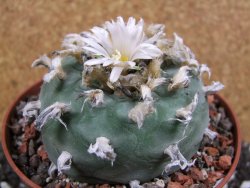 Lophophora difusa XXl pot 12 cm - 12394343