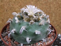 Lophophora difusa XXl pot 12 cm - 12394344