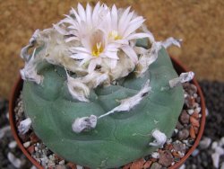 Lophophora difusa XXl pot 10,5 cm